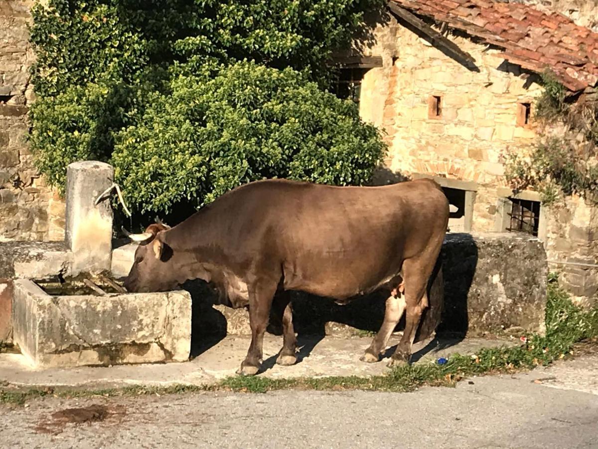 Agriturismo B&B Luna Di Quarazzana In Fivizzano Tuscany Exterior foto