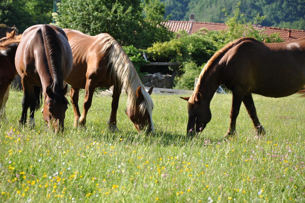 Agriturismo B&B Luna Di Quarazzana In Fivizzano Tuscany Exterior foto